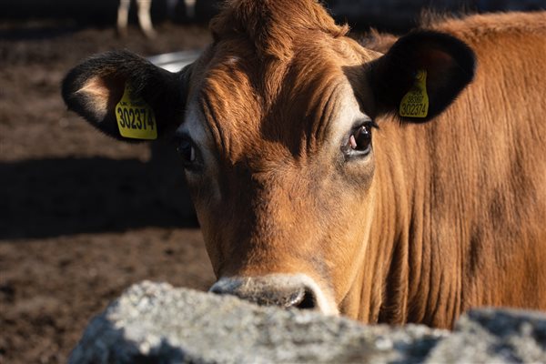 ONE OF OUR JESEY COWS